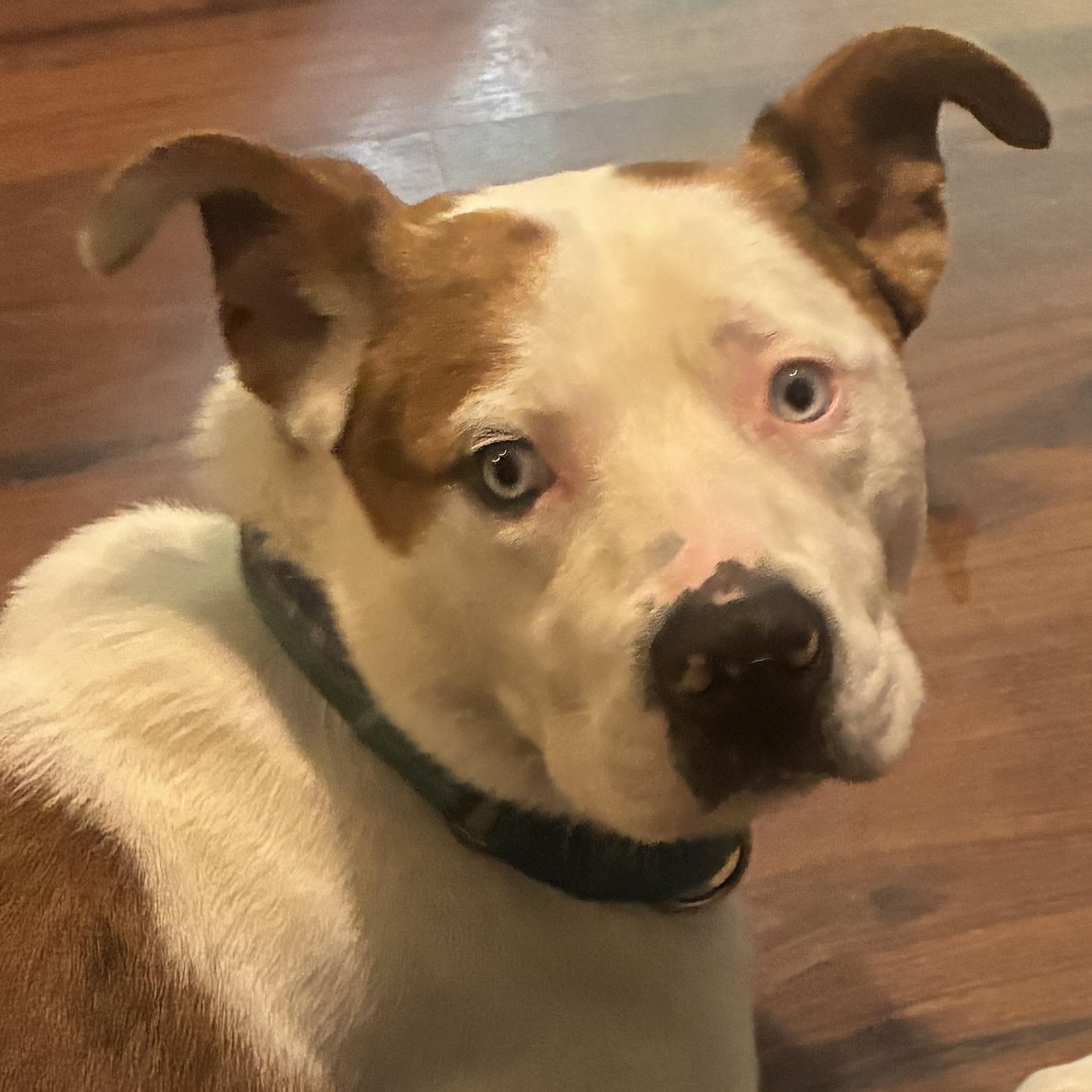 Enlarge Diogee, a Adoptable mixed breed in Prior Lake, MN image 3/5
