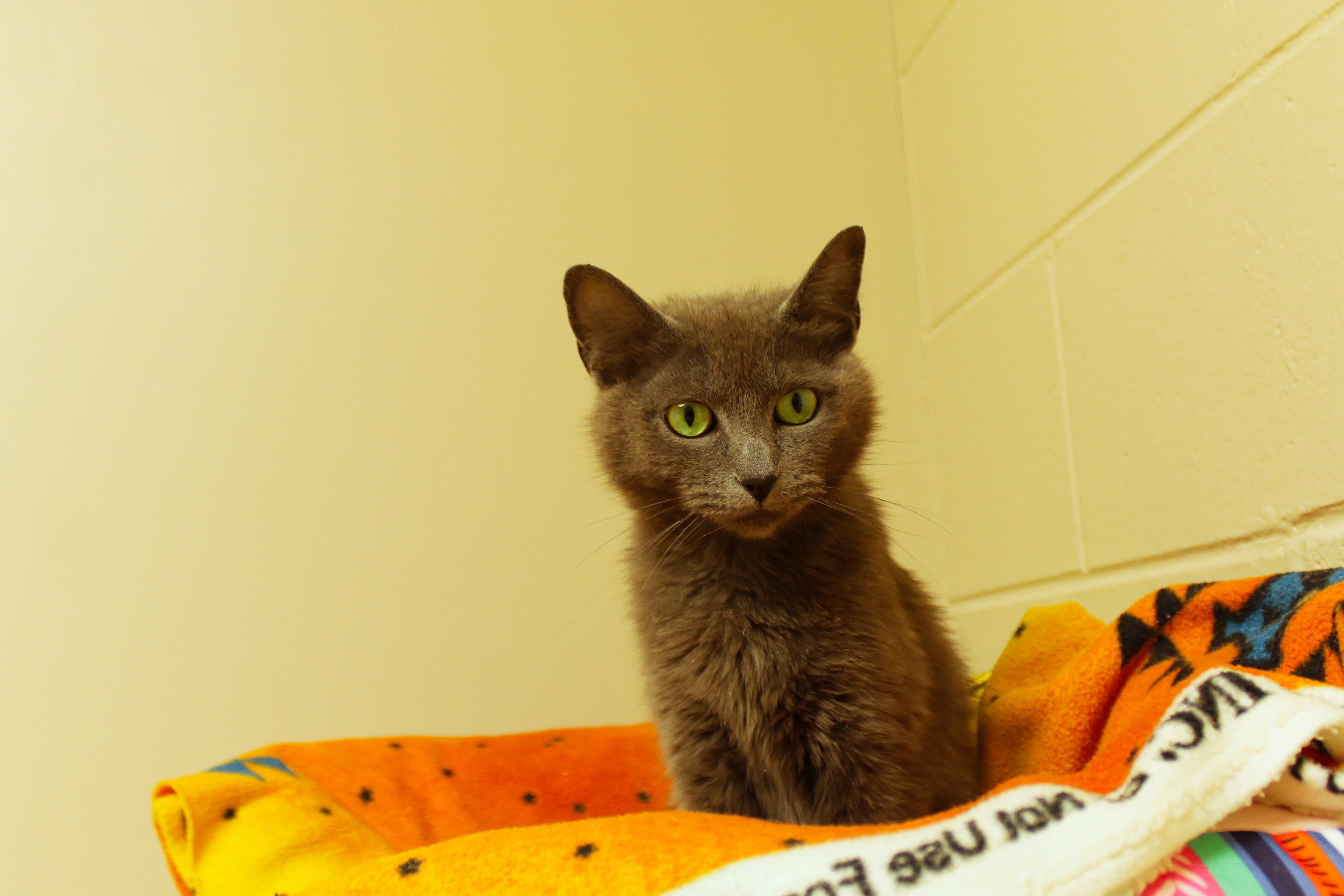 Bunni, a ADOPTABLE mixed breed in Urbana, OH image 4/6