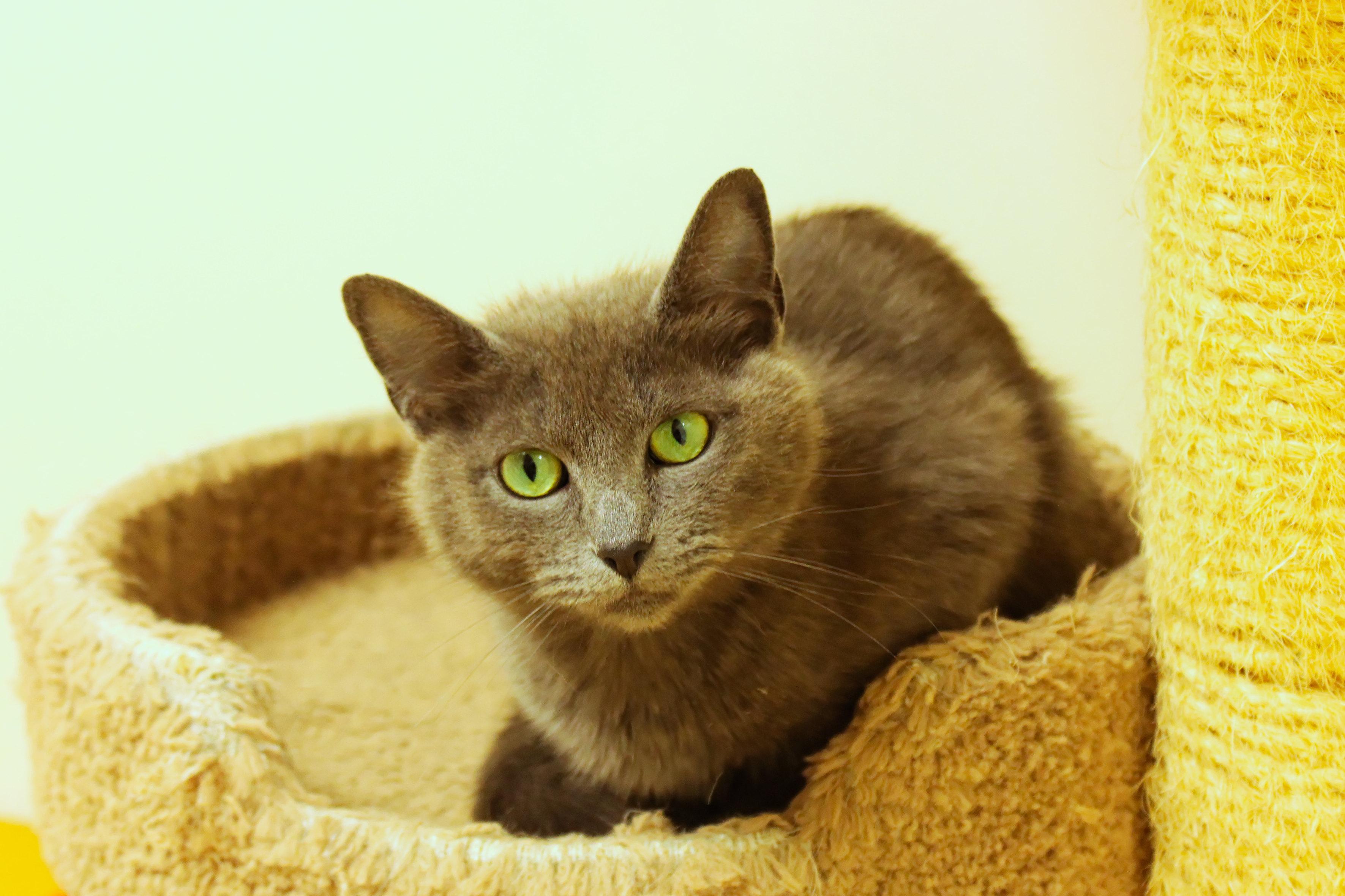 Bunni, a ADOPTABLE mixed breed in Urbana, OH image 5/6
