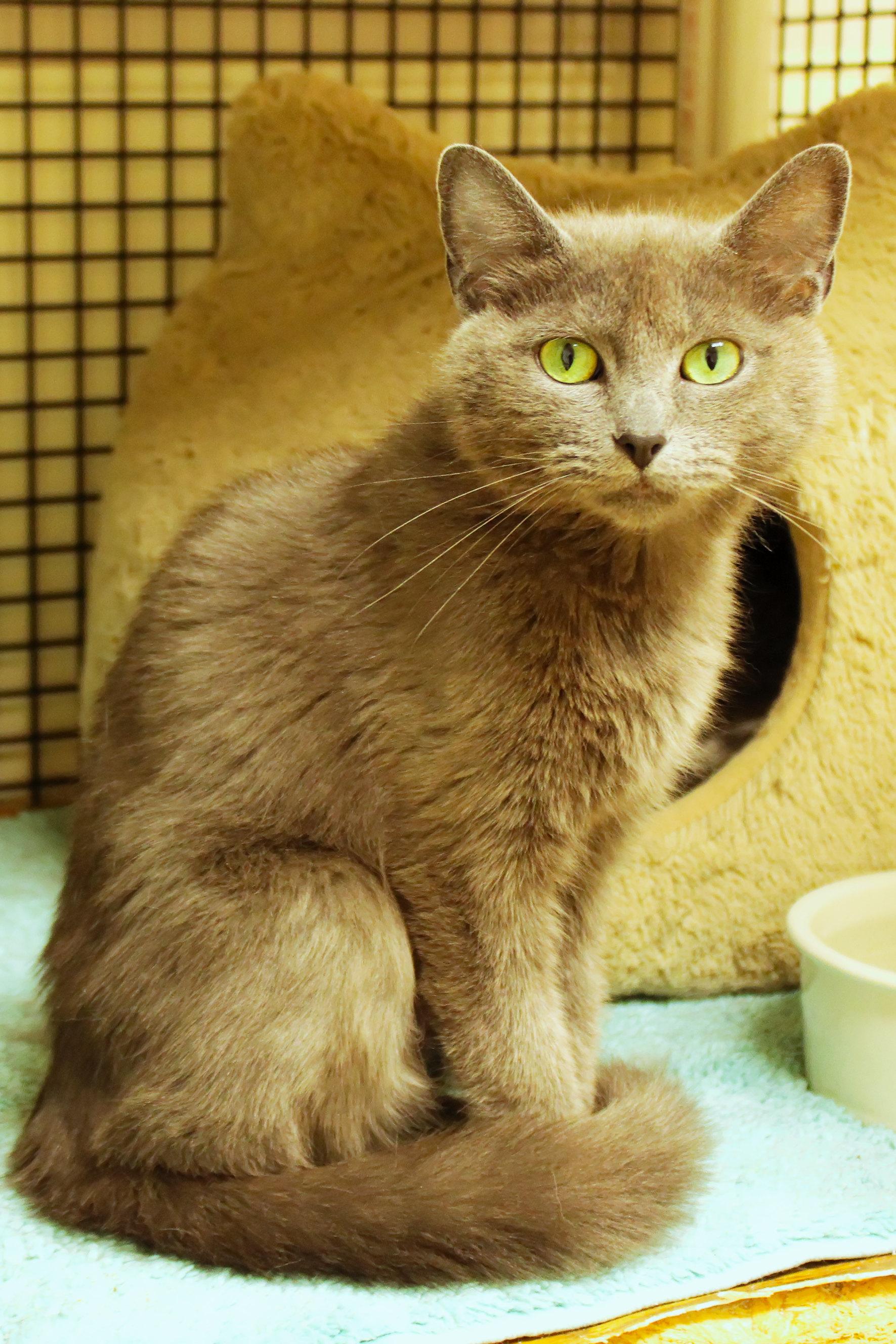 Bunni, a ADOPTABLE mixed breed in Urbana, OH image 2/6