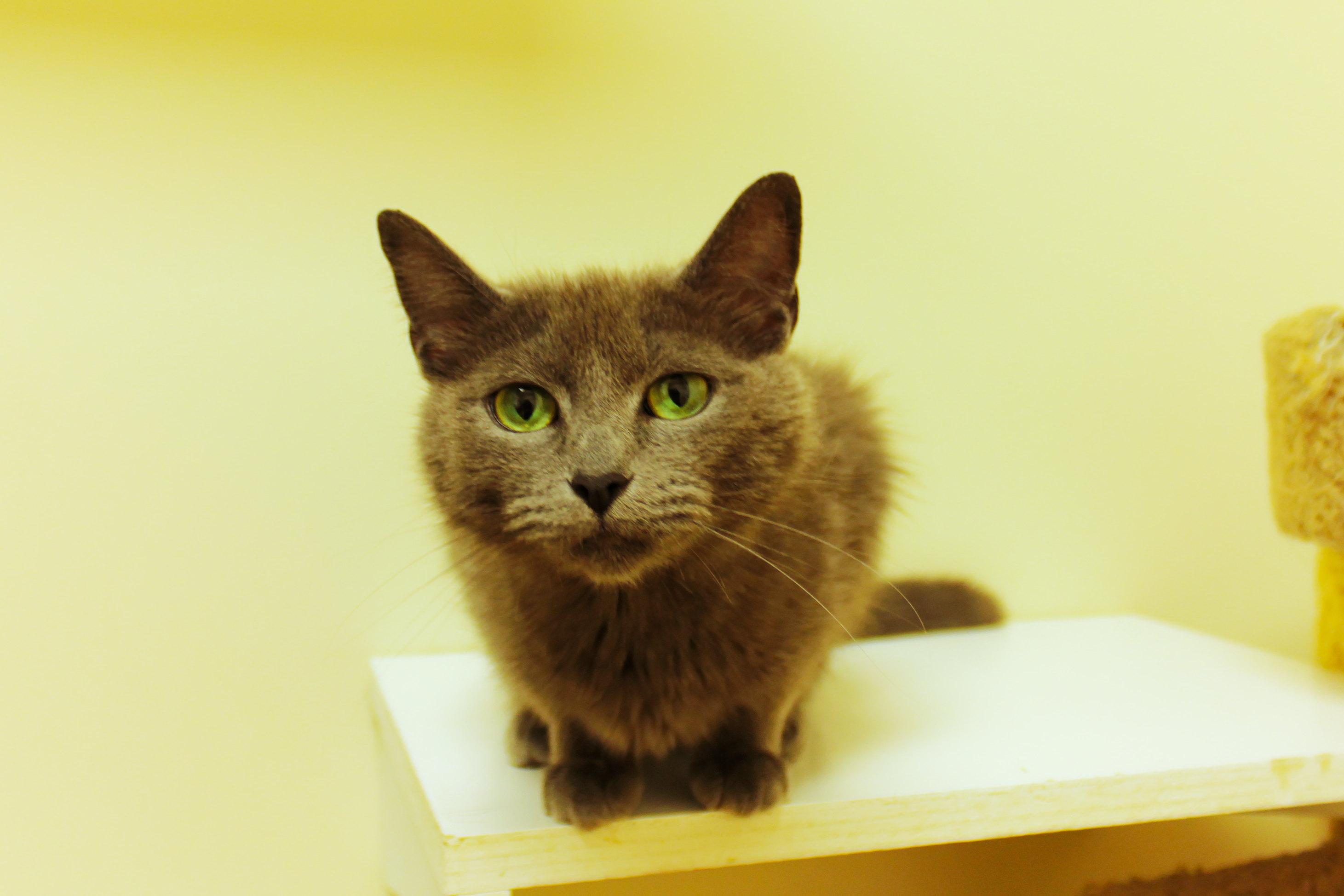 Bunni, a ADOPTABLE mixed breed in Urbana, OH image 3/6