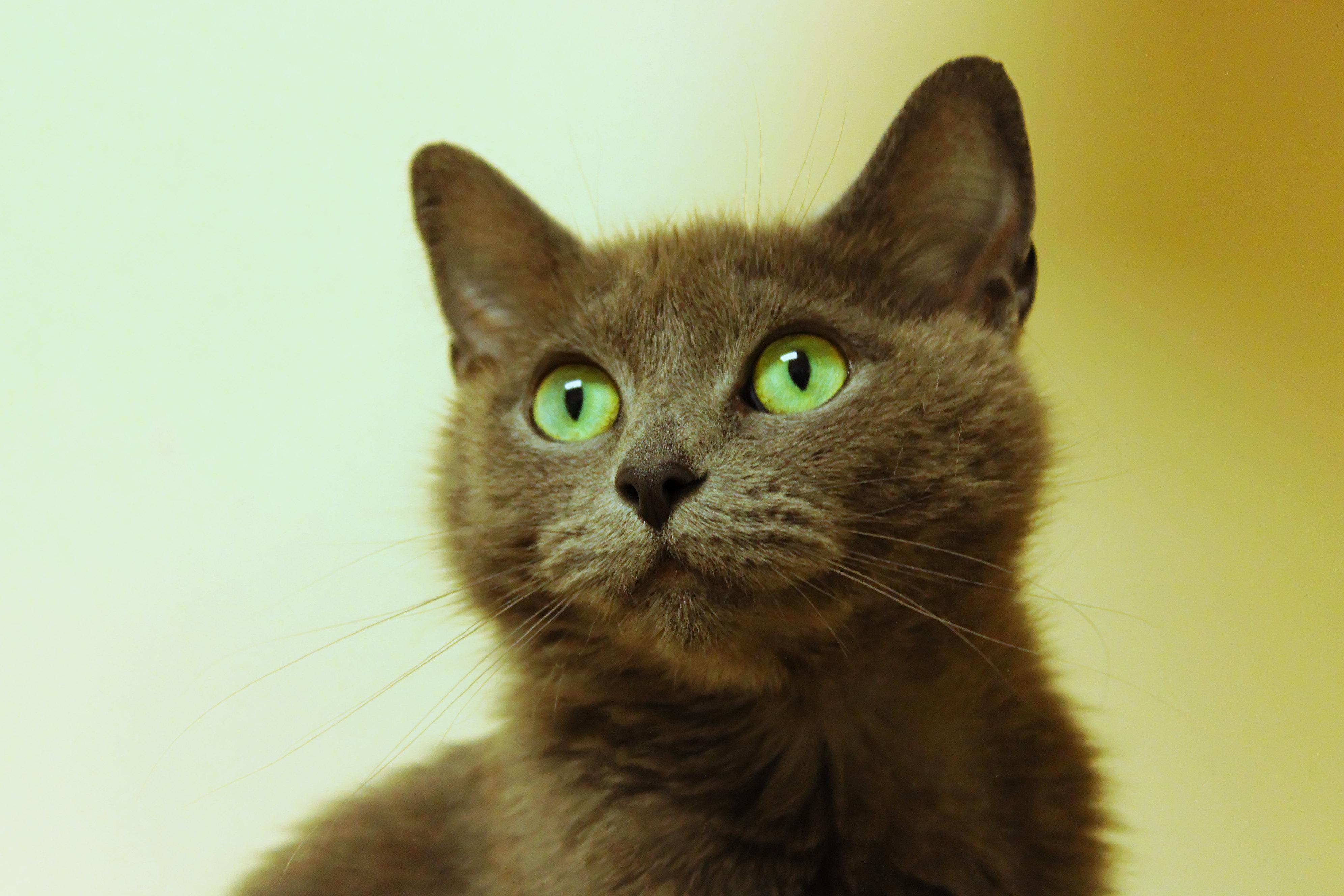 Bunni, a ADOPTABLE mixed breed in Urbana, OH image 6/6