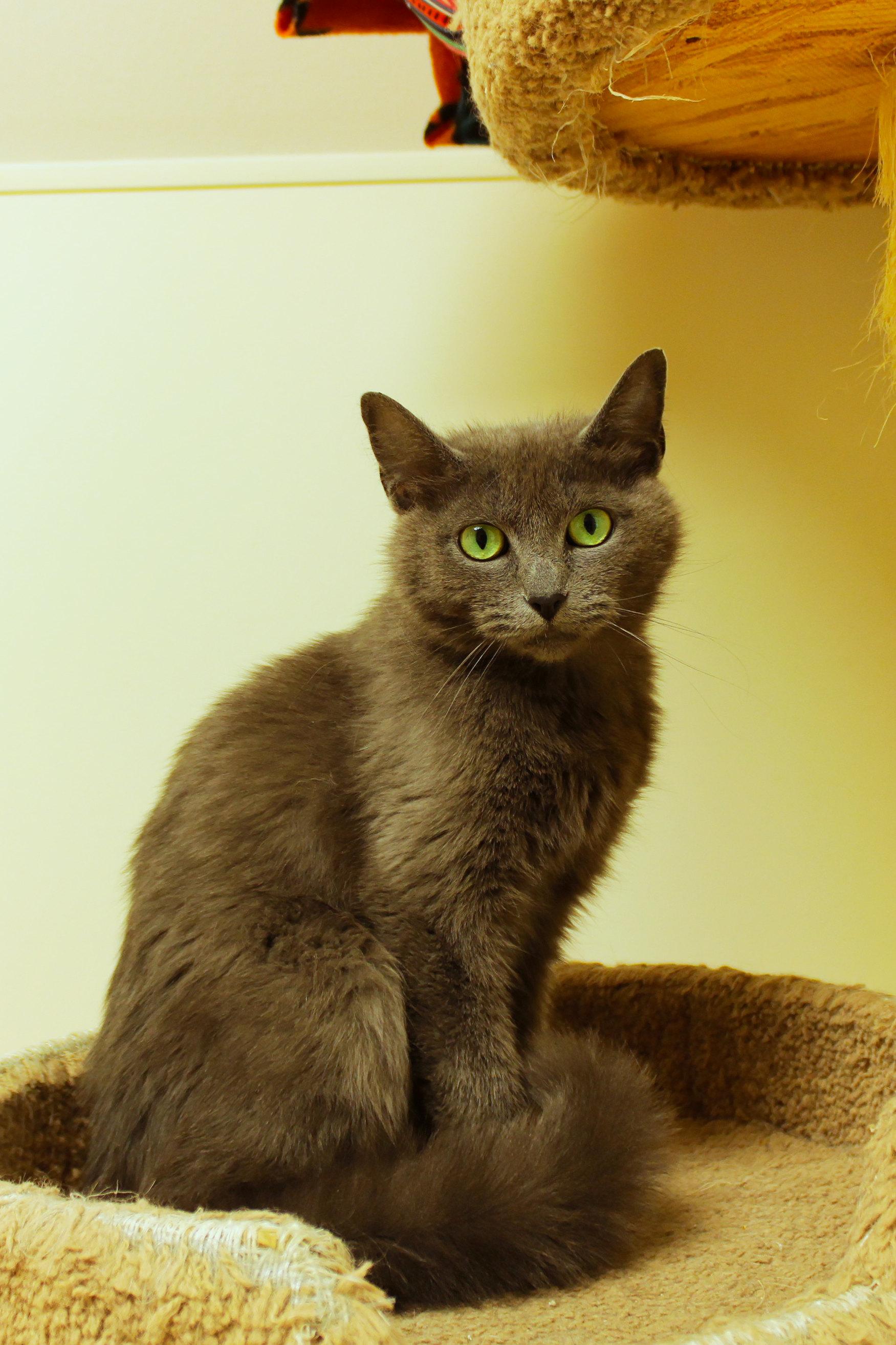 Bunni, a ADOPTABLE mixed breed in Urbana, OH image 1/6