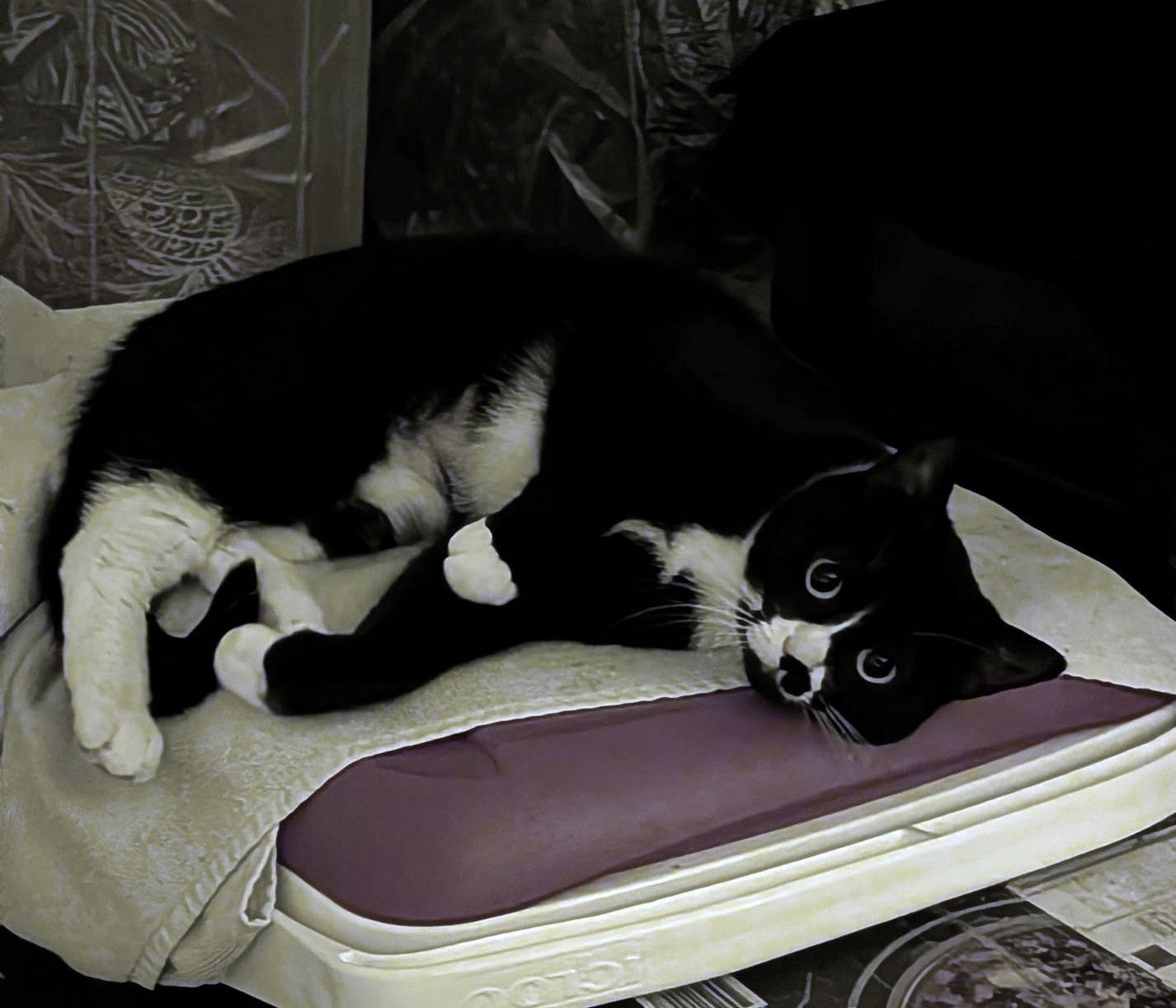 Enlarge Ladybird #1844 - Offered by Owner, a Adoptable Tuxedo in Hillsboro, OR image 1/3