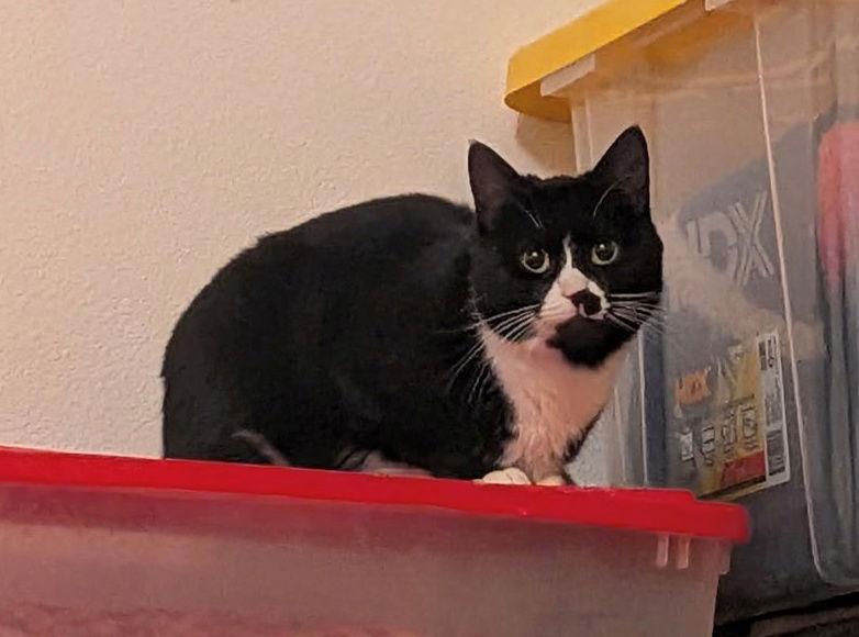 Enlarge Ladybird #1844 - Offered by Owner, a Adoptable Tuxedo in Hillsboro, OR image 2/3