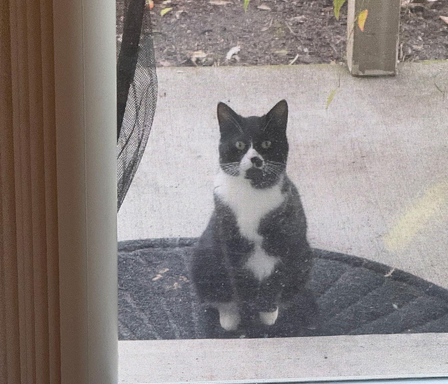 Enlarge Ladybird #1844 - Offered by Owner, a Adoptable Tuxedo in Hillsboro, OR image 3/3