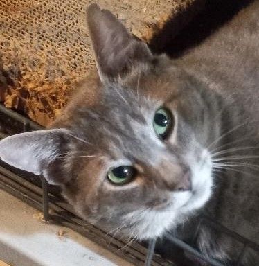 Enlarge Murphy, a Adoptable Domestic Short Hair in Garrett Park, MD image 2/6