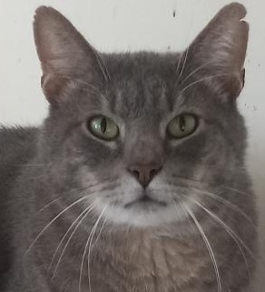 Enlarge Murphy, a Adoptable Domestic Short Hair in Garrett Park, MD image 1/6