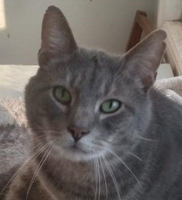 Enlarge Murphy, a Adoptable Domestic Short Hair in Garrett Park, MD image 3/6