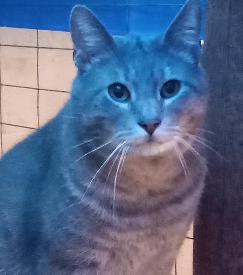 Enlarge Murphy, a Adoptable Domestic Short Hair in Garrett Park, MD image 5/6