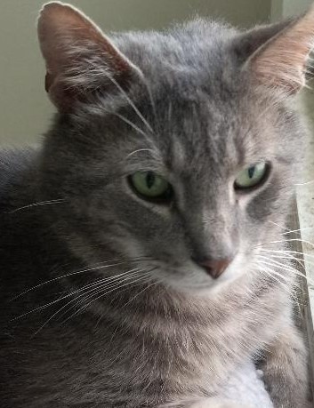 Enlarge Murphy, a Adoptable Domestic Short Hair in Garrett Park, MD image 4/6