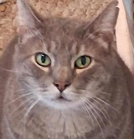 Enlarge Murphy, a Adoptable Domestic Short Hair in Garrett Park, MD image 1/6