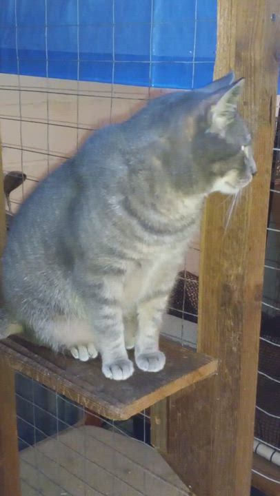 Enlarge Murphy, a Adoptable Domestic Short Hair in Garrett Park, MD video 6/6