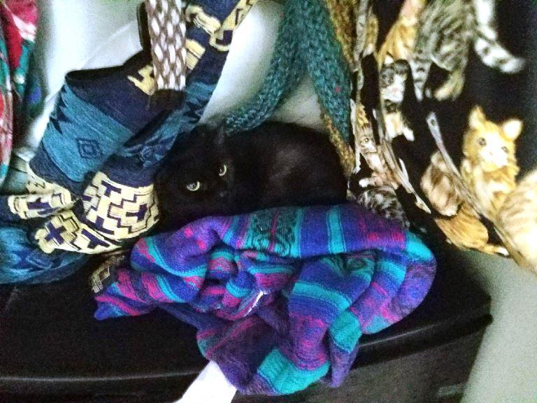 Enlarge Kat, a Adoptable mixed breed in New Orleans, LA image 1/10