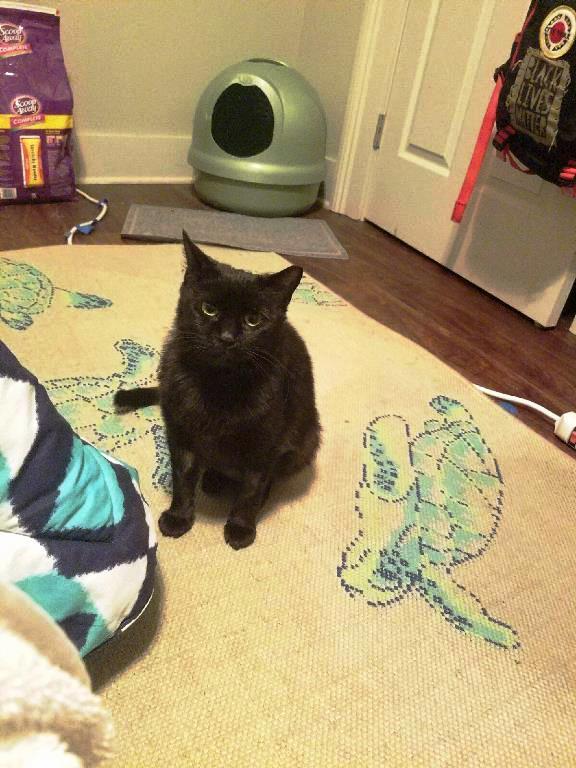 Enlarge Kat, a Adoptable mixed breed in New Orleans, LA image 2/10