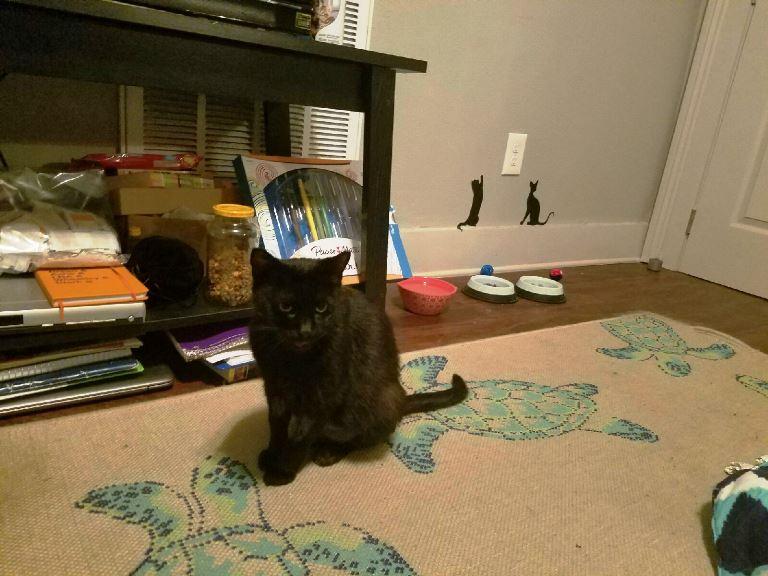 Enlarge Kat, a Adoptable mixed breed in New Orleans, LA image 3/10