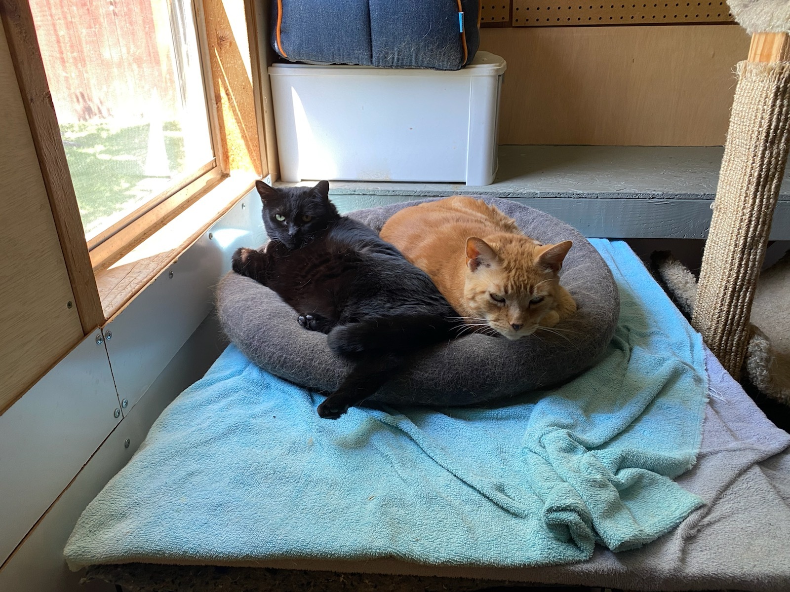 Enlarge Kat, a Adoptable mixed breed in New Orleans, LA image 4/10