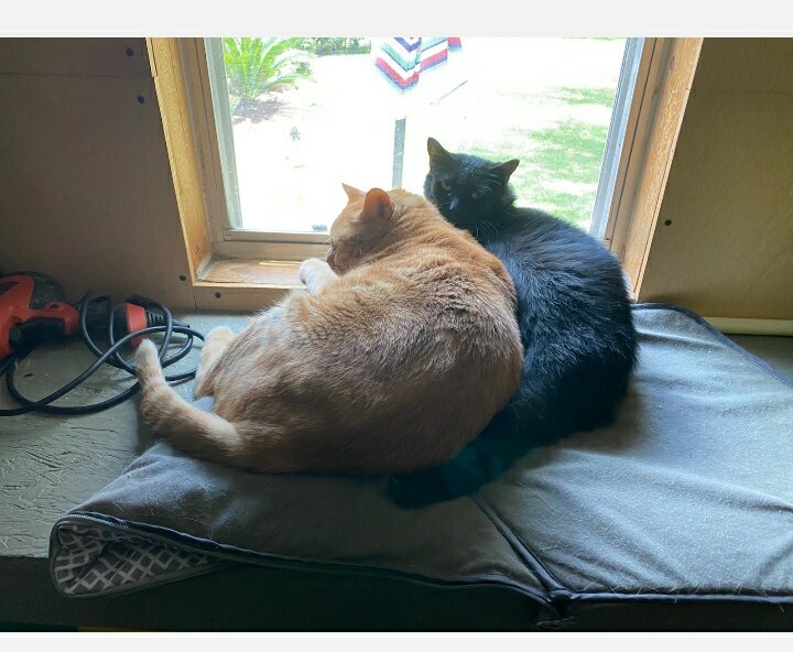 Enlarge Kat, a Adoptable mixed breed in New Orleans, LA image 5/10