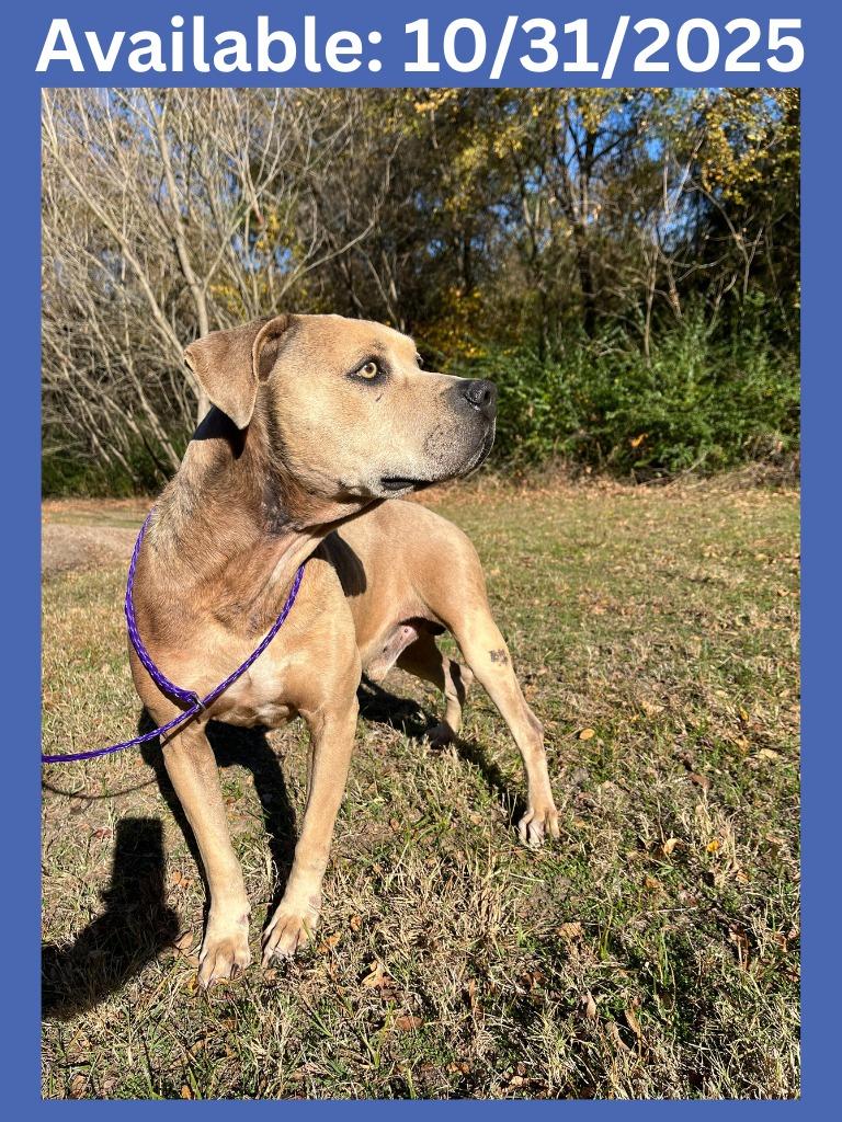 Enlarge Dog Kennel #32 Kimbo, a Adoptable mixed breed in Greenville, TX image 2/6