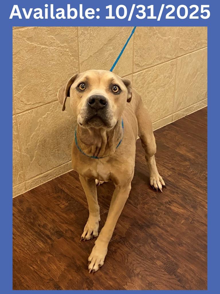 Enlarge Dog Kennel #32 Kimbo, a Adoptable mixed breed in Greenville, TX image 2/6