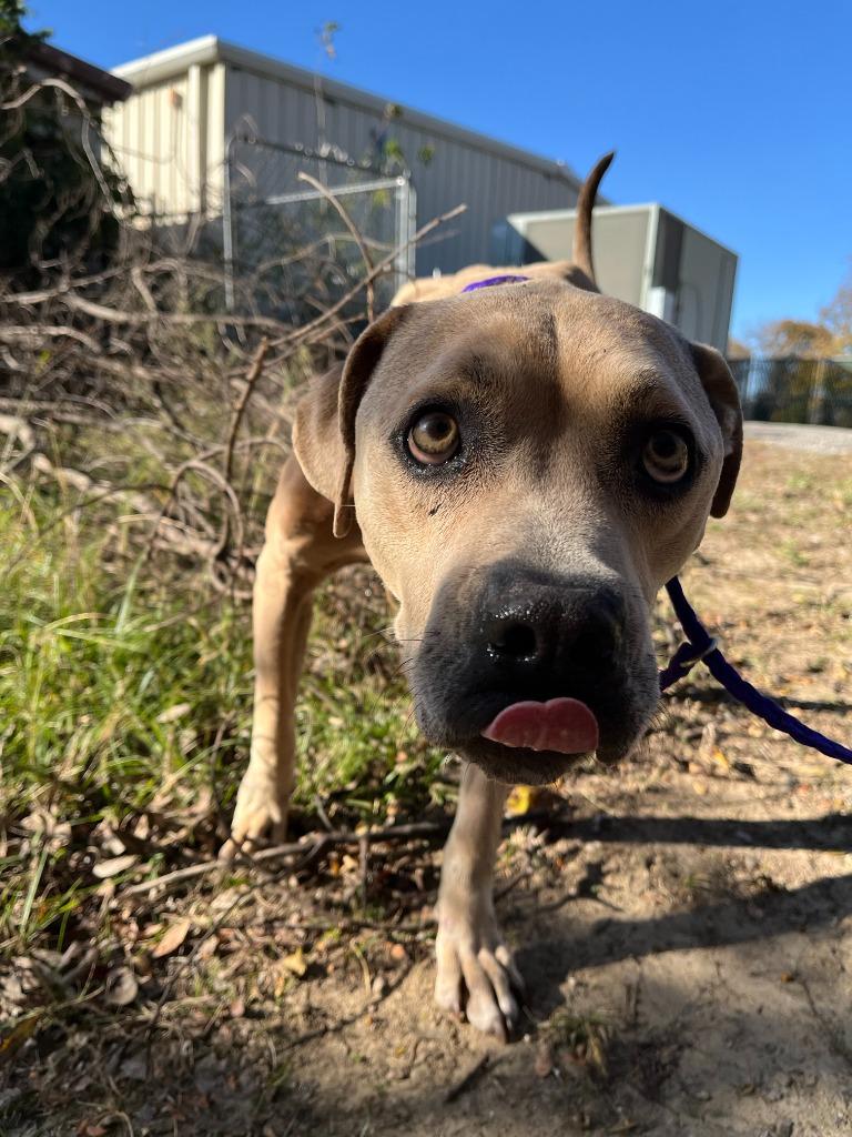 Enlarge Dog Kennel #32 Kimbo, a Adoptable mixed breed in Greenville, TX image 4/6