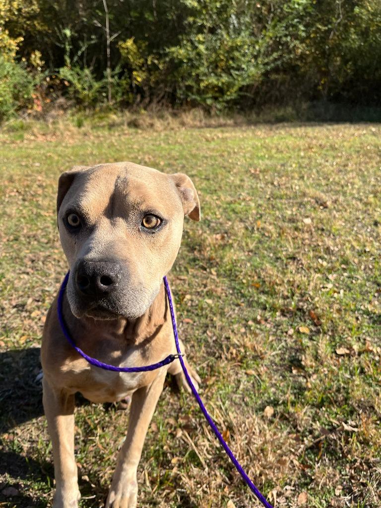 Enlarge Dog Kennel #32 Kimbo, a Adoptable mixed breed in Greenville, TX image 5/6