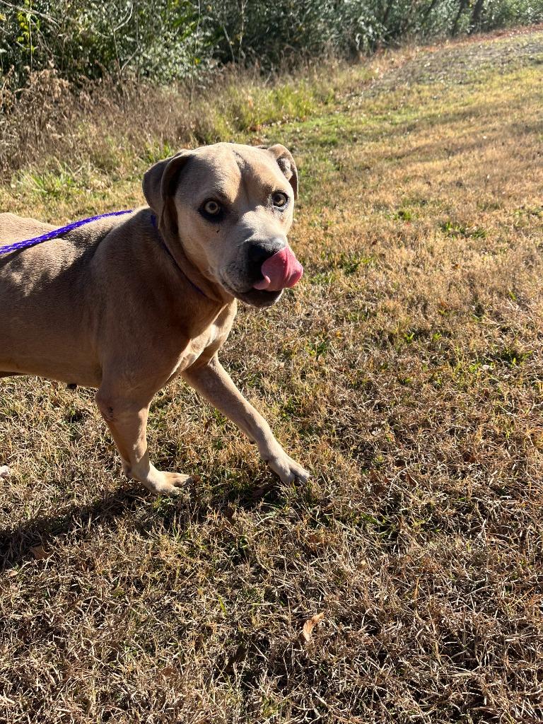 Enlarge Dog Kennel #32 Kimbo, a Adoptable mixed breed in Greenville, TX image 4/6