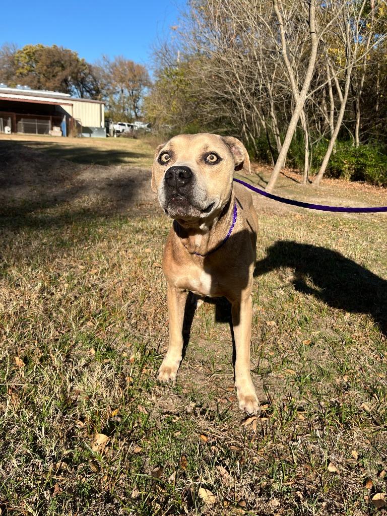 Enlarge Dog Kennel #32 Kimbo, a Adoptable mixed breed in Greenville, TX image 6/6
