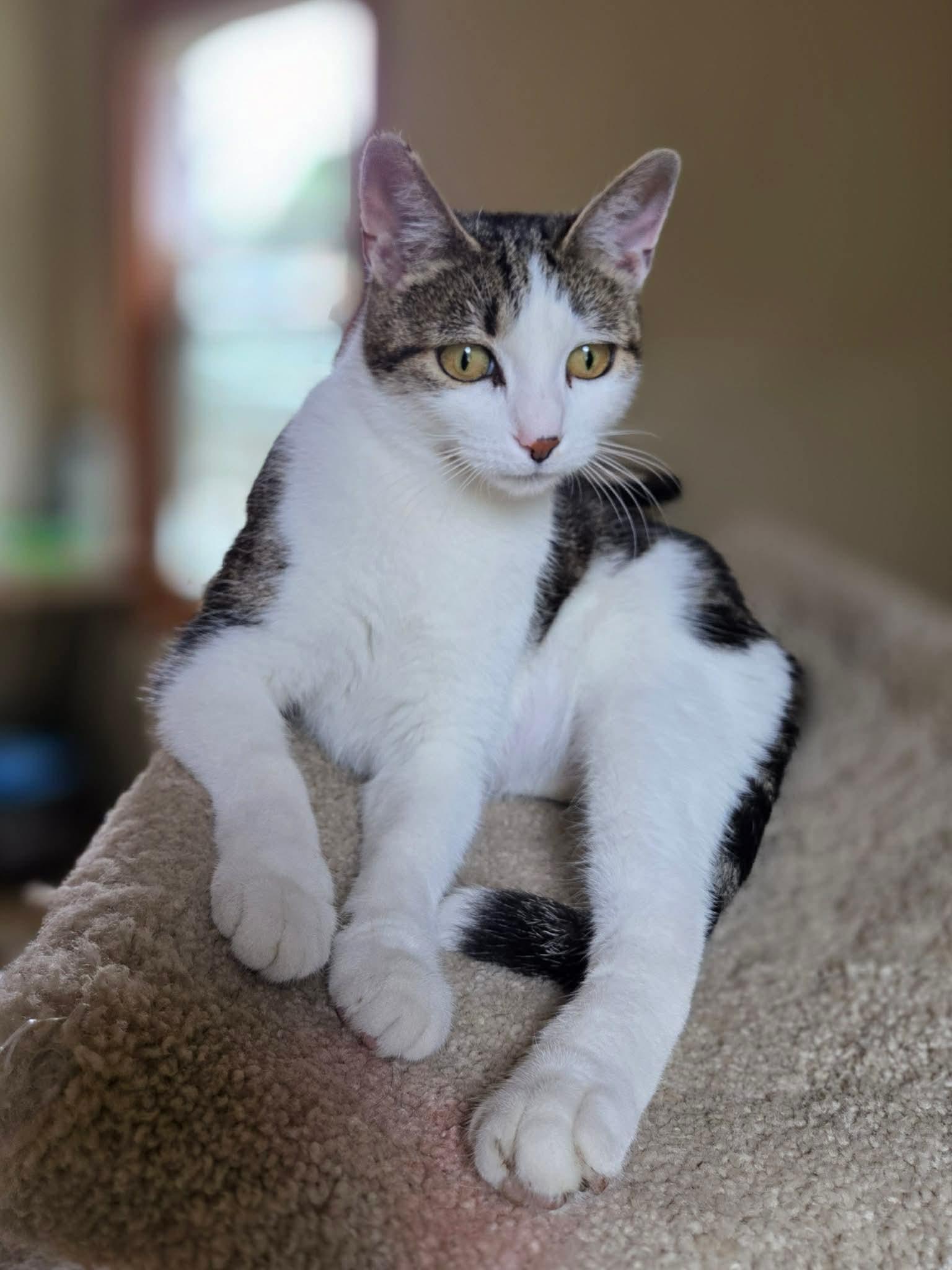 Jewell, a ADOPTABLE Domestic Short Hair in Port Washington, WI image 3/3