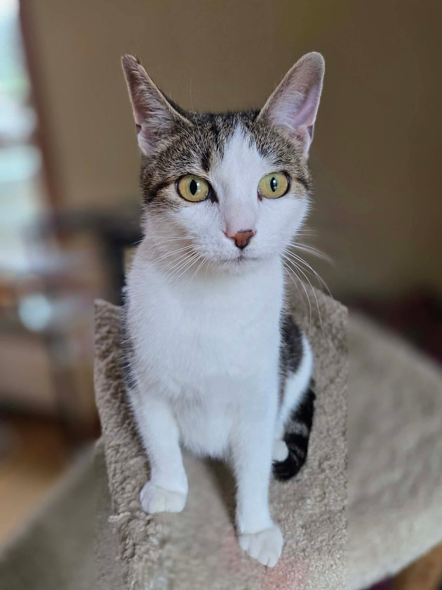 Jewell, a ADOPTABLE Domestic Short Hair in Port Washington, WI image 2/3