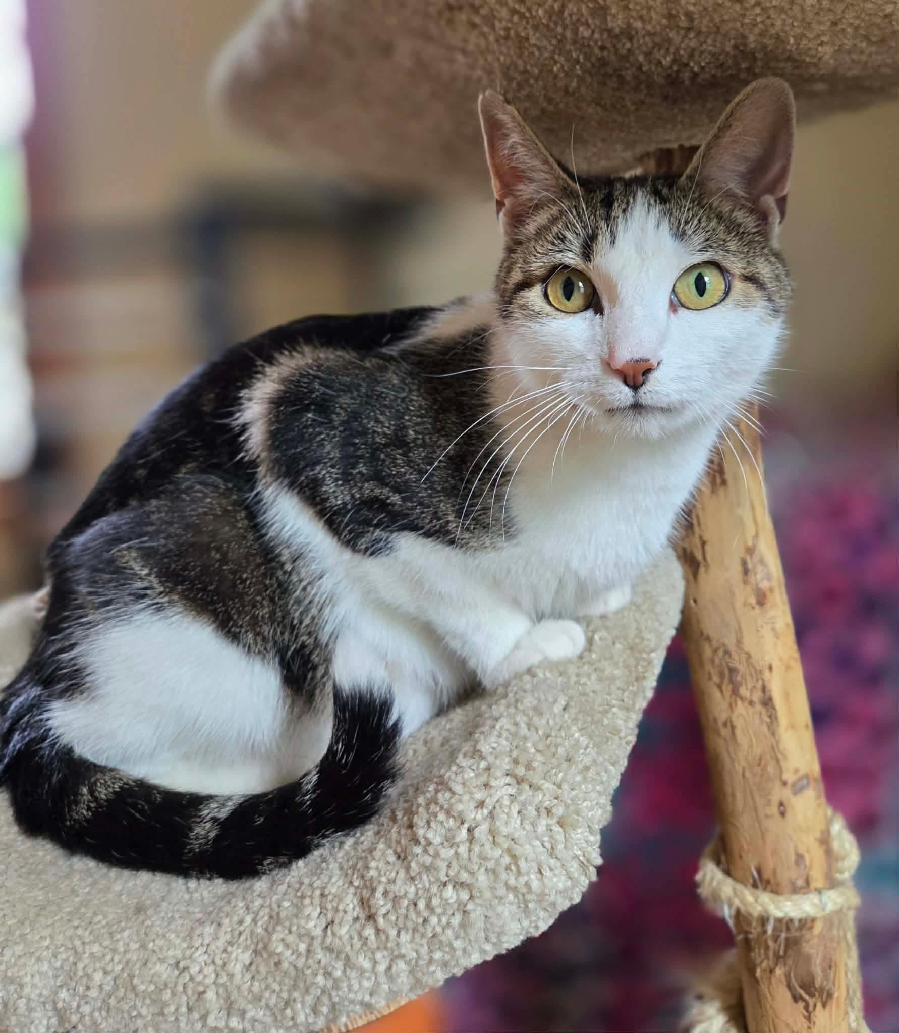 Jewell, ADOPTABLE, Adult Female Domestic Short Hair.