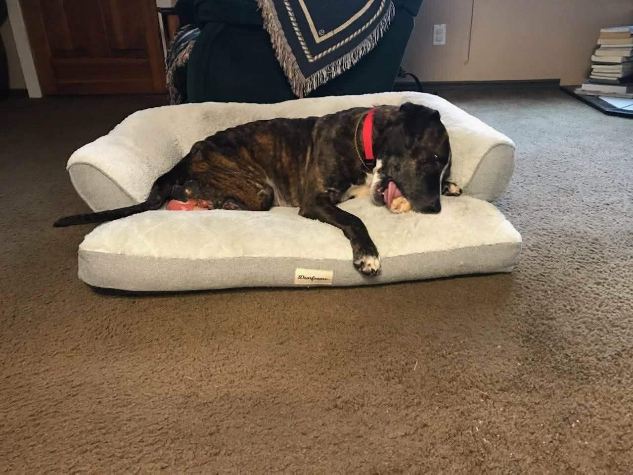 Enlarge Aria, a Adoptable Pit Bull Terrier in Tillamook, OR image 2/5