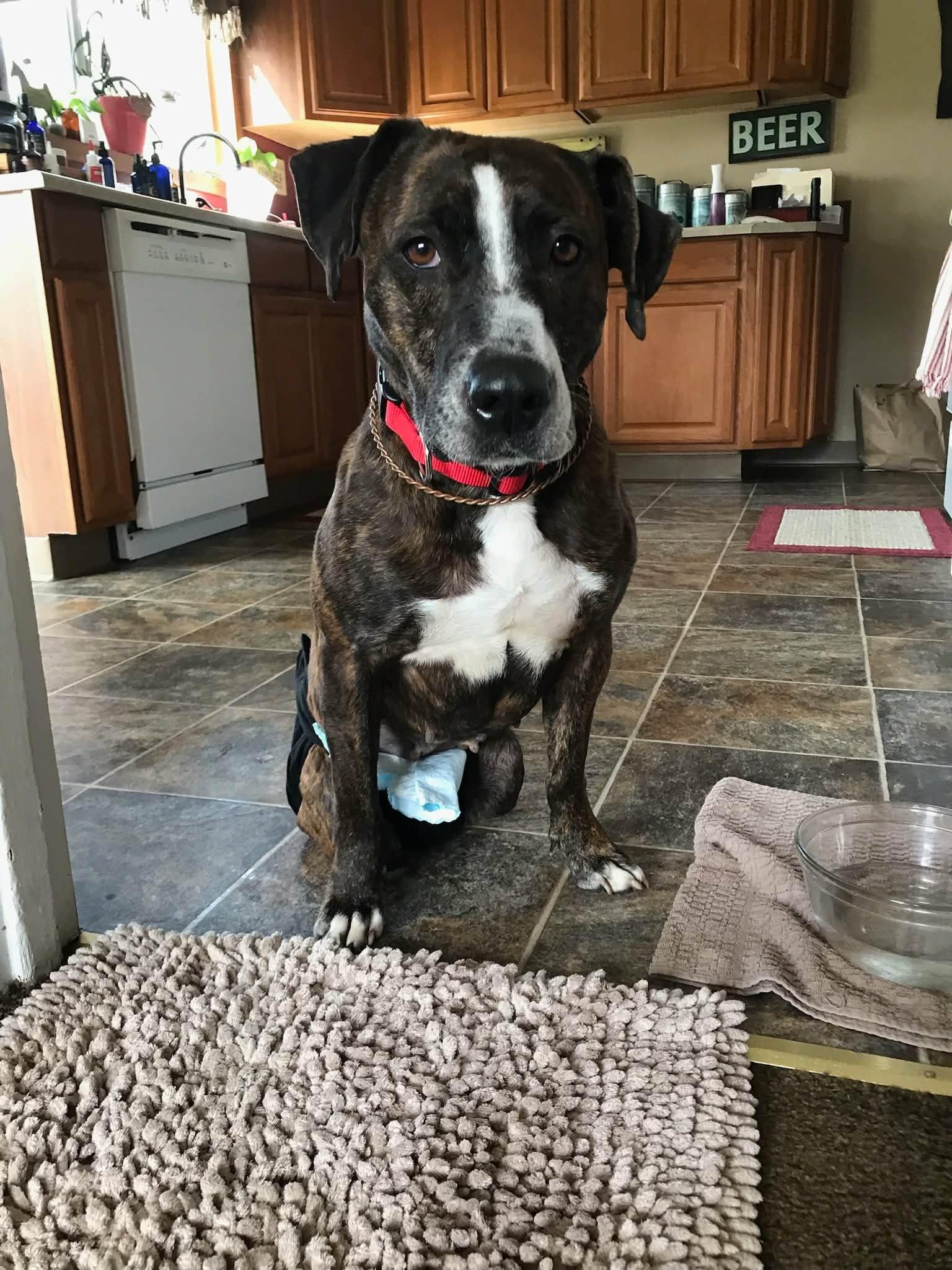 Aria, Adoptable, Adult Female Pit Bull Terrier.