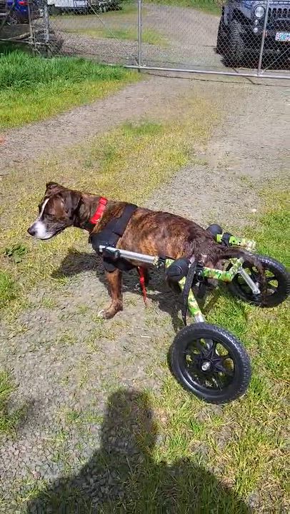 Enlarge Aria, a Adoptable Pit Bull Terrier in Tillamook, OR video 3/5