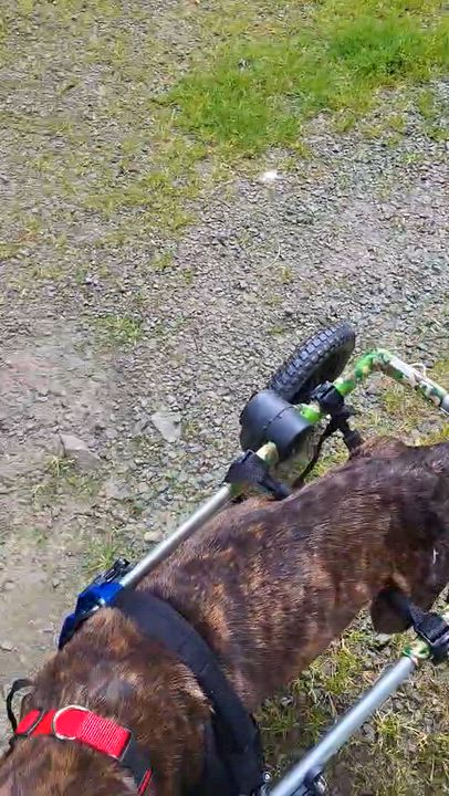 Enlarge Aria, a Adoptable Pit Bull Terrier in Tillamook, OR video 4/5