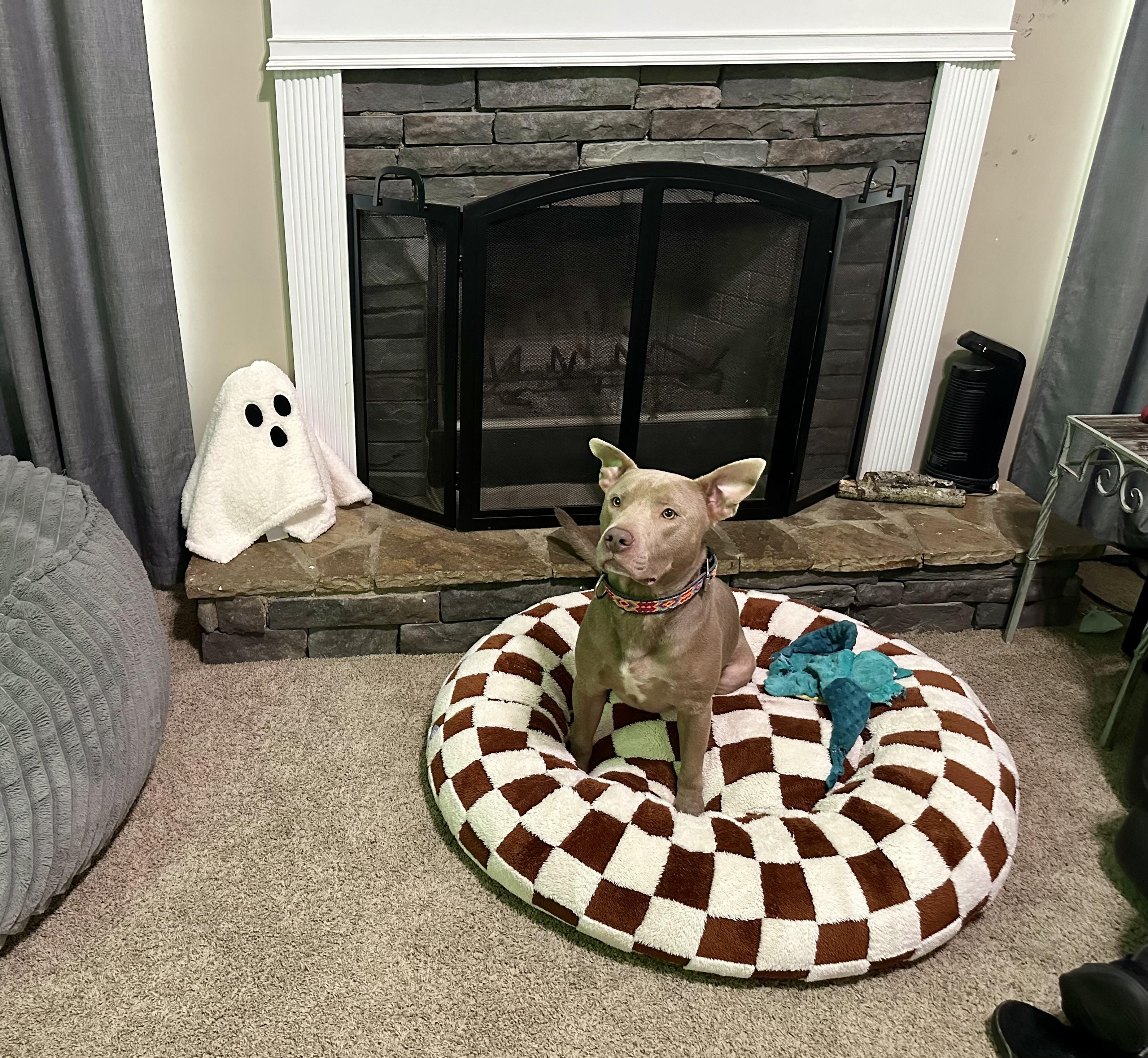 Rosco, a Adoptable mixed breed in Auburn, GA image 3/4