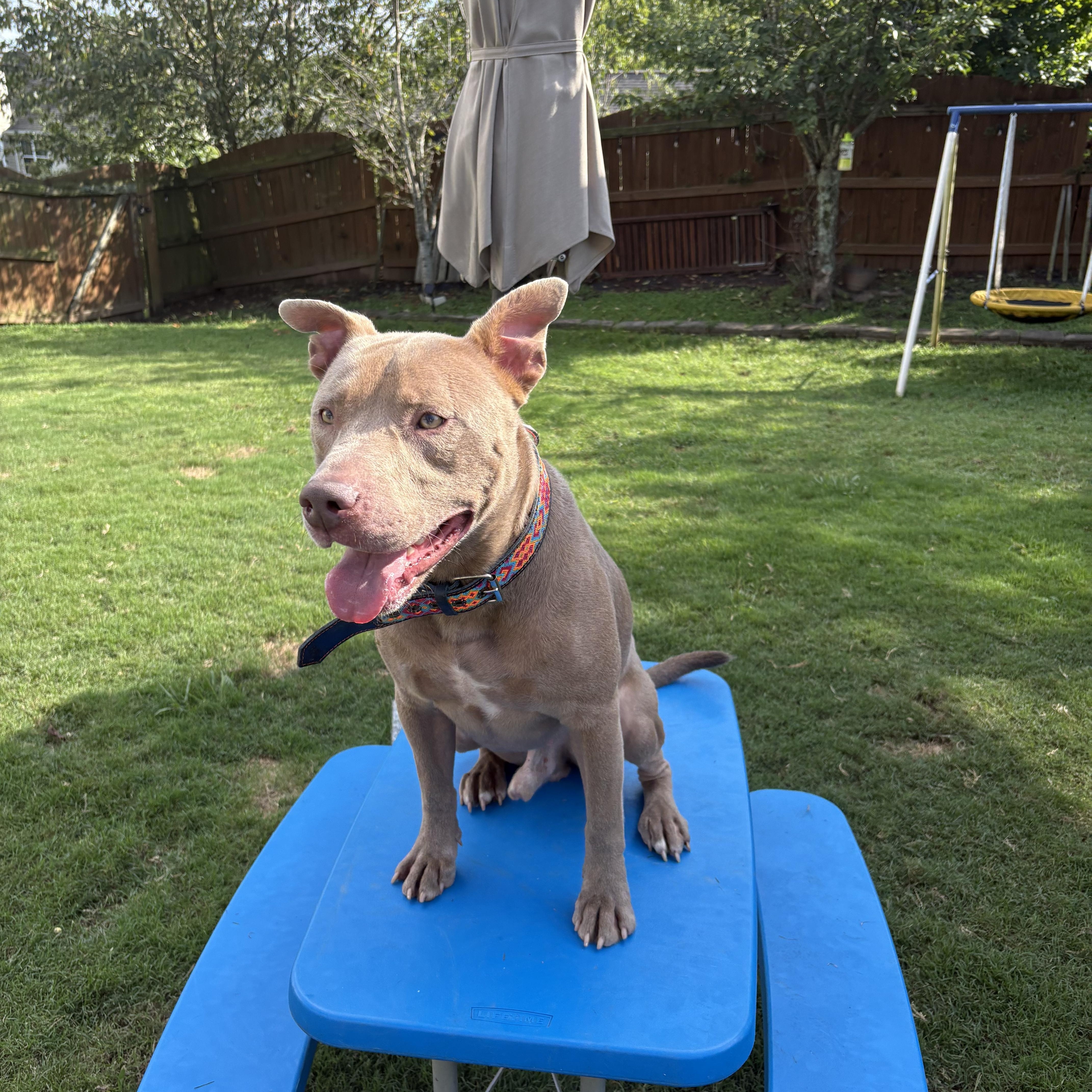 Rosco, Adoptable, Adult Male Pit Bull Terrier.