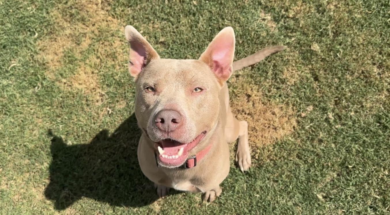 Rosco, Adoptable, Adult Male Pit Bull Terrier.