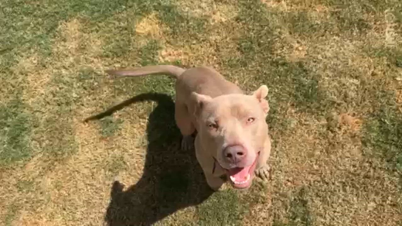 Enlarge Rosco, a Adoptable mixed breed in Auburn, GA video 4/4