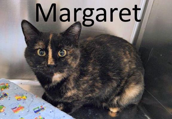 Enlarge Margaret, a Adoptable mixed breed in Mountain View, AR image 1/2