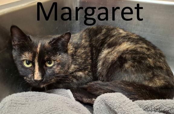 Enlarge Margaret, a Adoptable mixed breed in Mountain View, AR image 2/2
