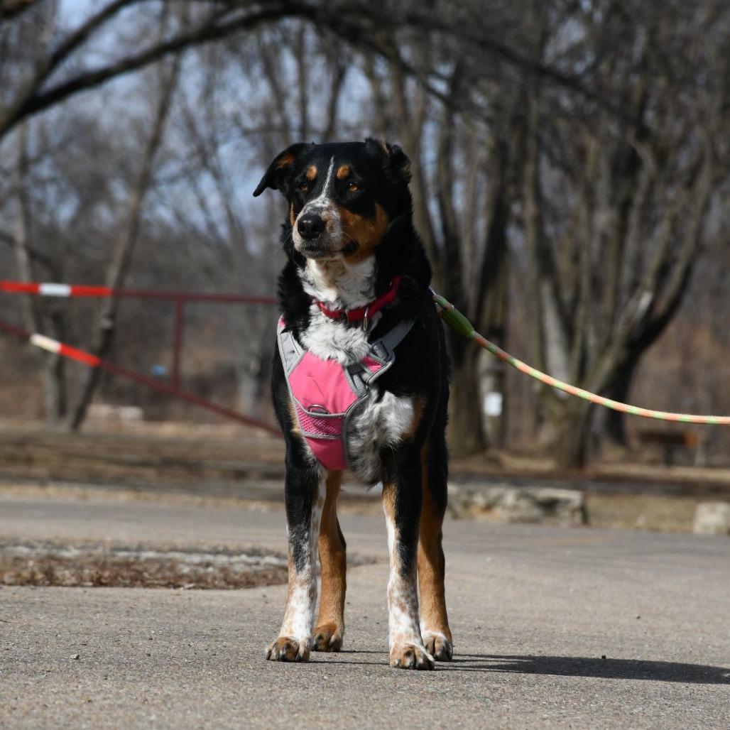 Enlarge Genivee, a Adoptable Mixed Breed in DeKalb, IL image 1/6