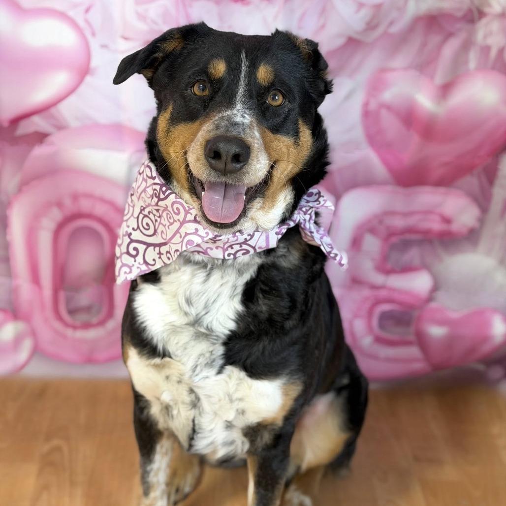 Genivee, Adoptable, Adult Female Mixed Breed.