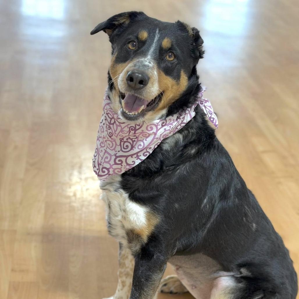 Enlarge Genivee, a Adoptable Mixed Breed in DeKalb, IL image 2/5