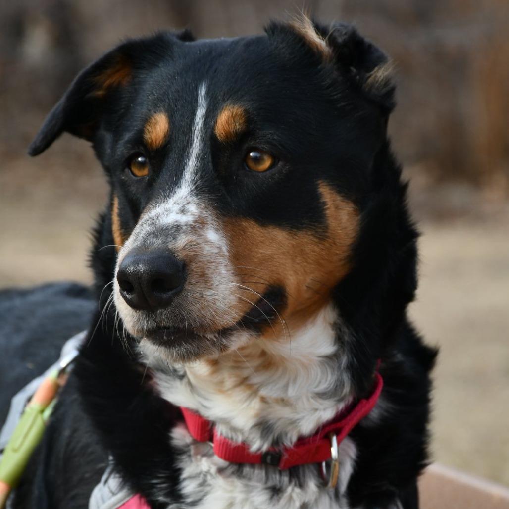 Enlarge Genivee, a Adoptable Mixed Breed in DeKalb, IL image 4/6