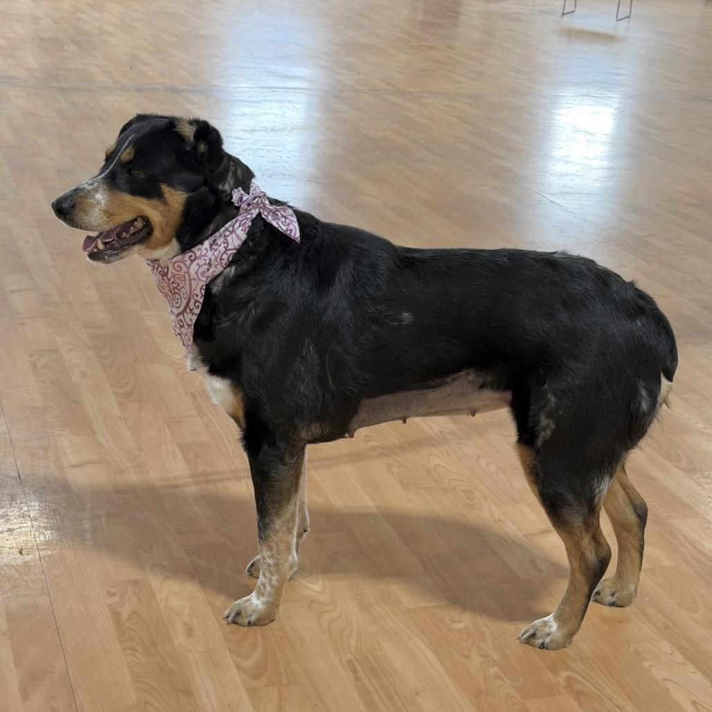 Enlarge Genivee, a Adoptable Mixed Breed in DeKalb, IL image 3/5