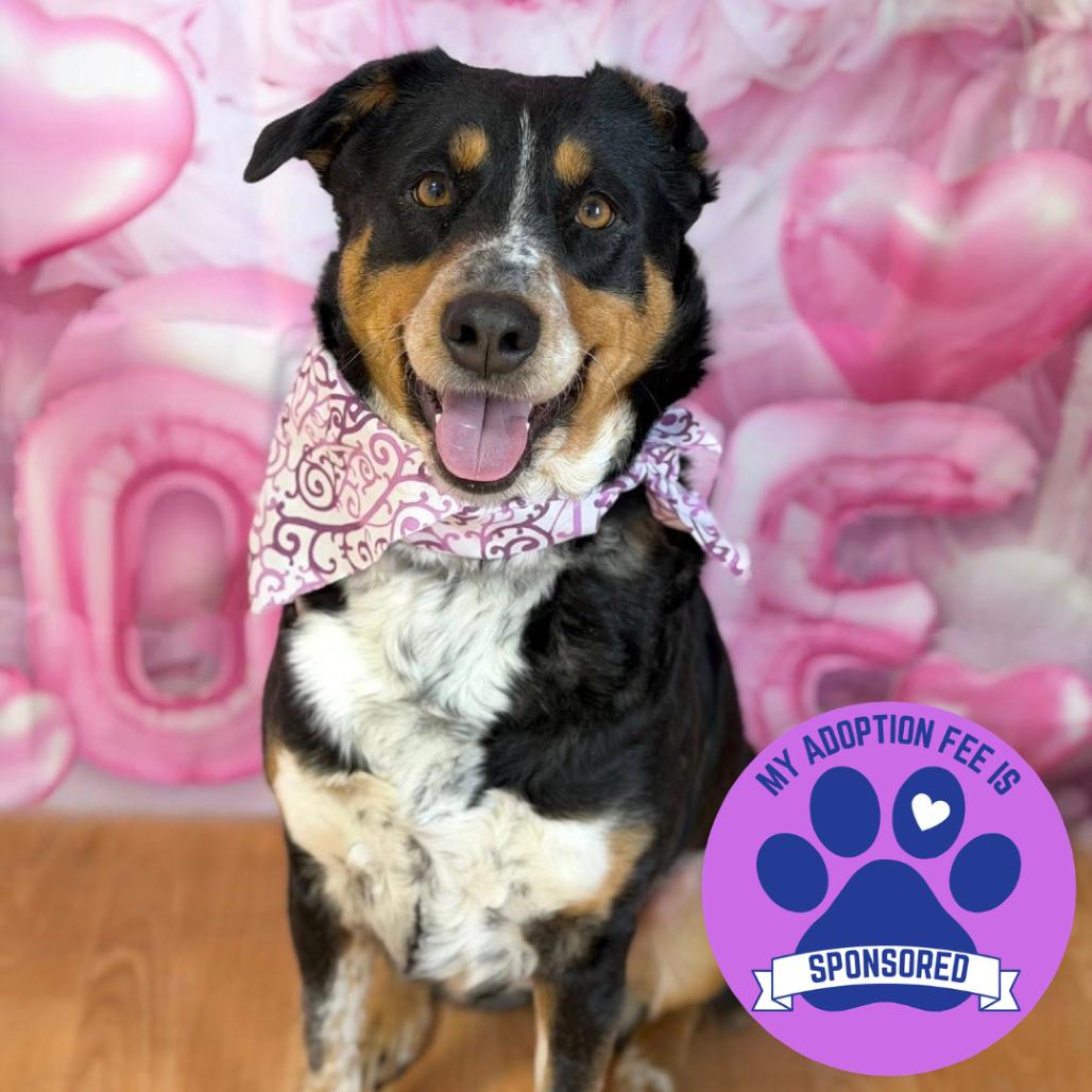 Enlarge Genivee, a Adoptable Mixed Breed in DeKalb, IL image 5/5