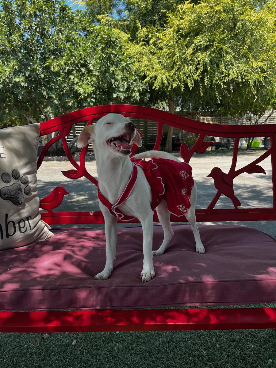 Whitney, Adoptable, Young Female Chihuahua.