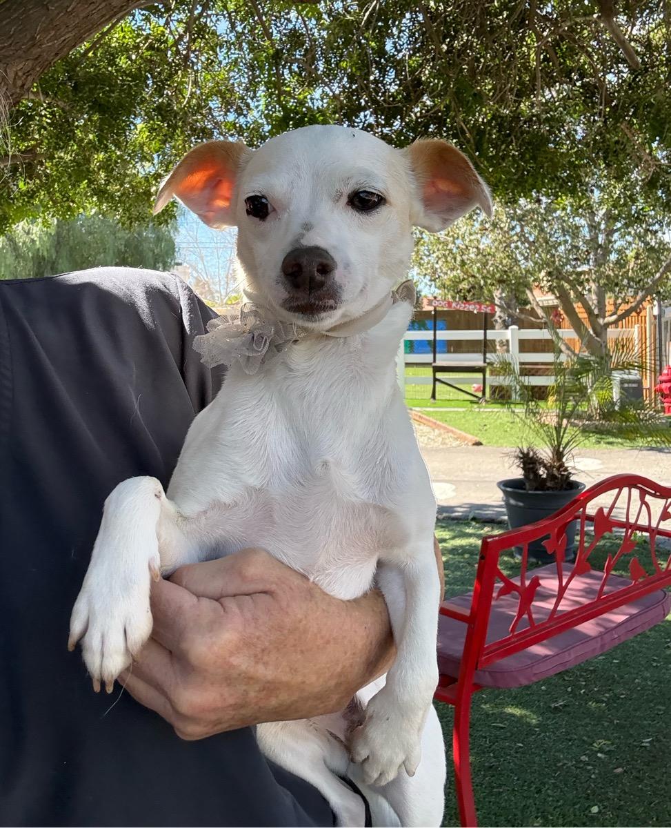 Enlarge Whitney, a Adoptable mixed breed in Temecula, CA image 2/4