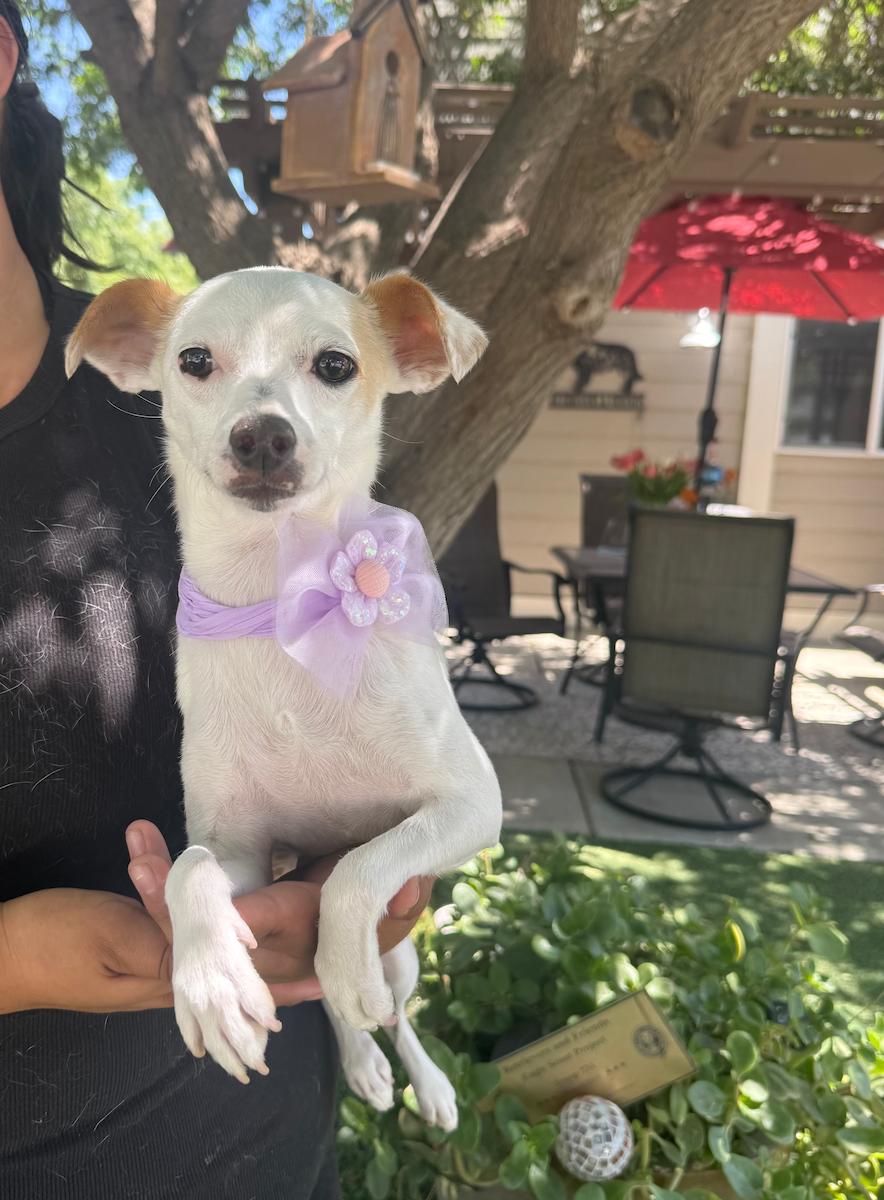 Whitney, Adoptable, Young Female Chihuahua.